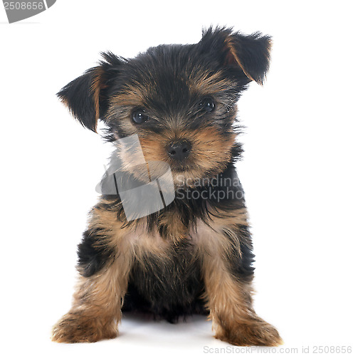 Image of puppy yorkshire terrier