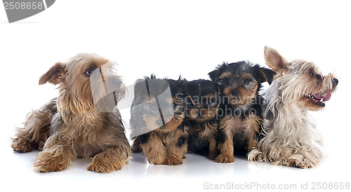 Image of family yorkshire terrier