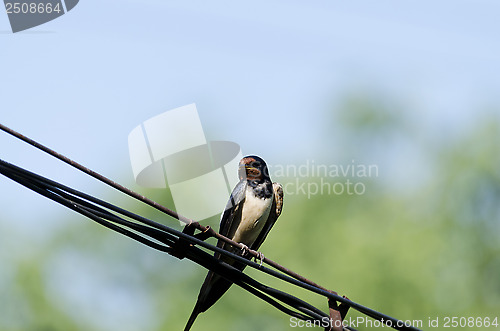 Image of Bird on wire