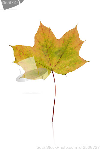 Image of autumn leaves