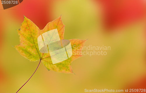 Image of autumn leaves