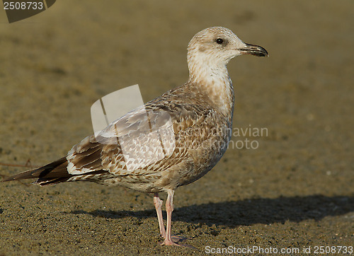 Image of Herring gull