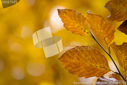 Image of autumn leaves