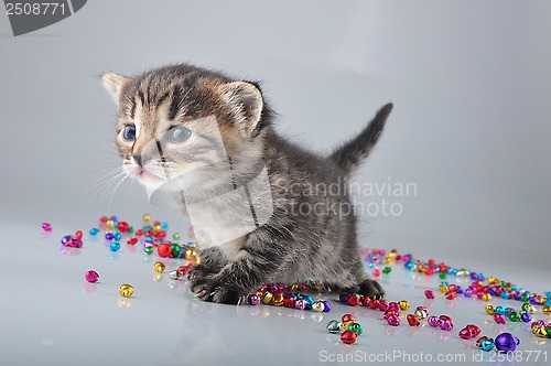Image of little kitten with small metal jingle bells beads