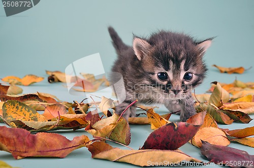 Image of small 20 days old  kitten in autumn leaves