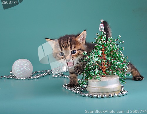Image of kitten against Christmas tree