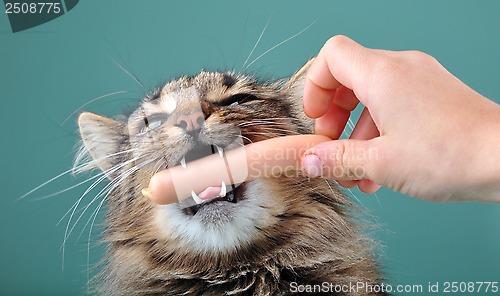 Image of child feeding a cat with a frankfurter sausage