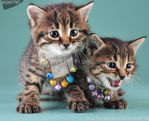 Image of little kittens with small metal jingle bells beads