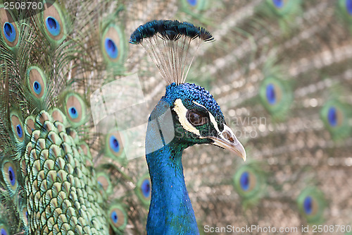 Image of peacock