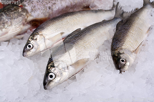 Image of fishes