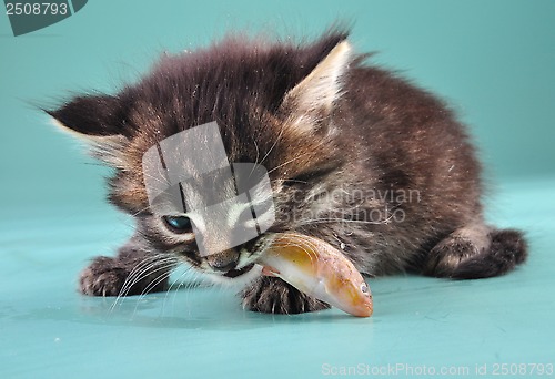 Image of small kitten eats a fish
