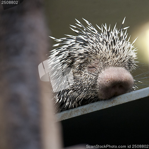 Image of porcupine