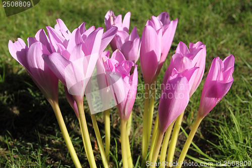 Image of Colchicum autumnale