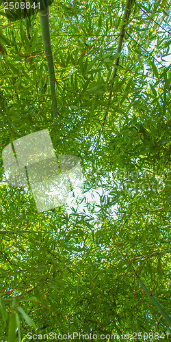 Image of Bamboo plants - panorama