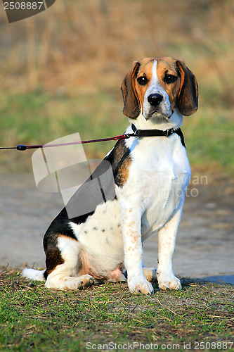 Image of Tri-colored beagle puppy