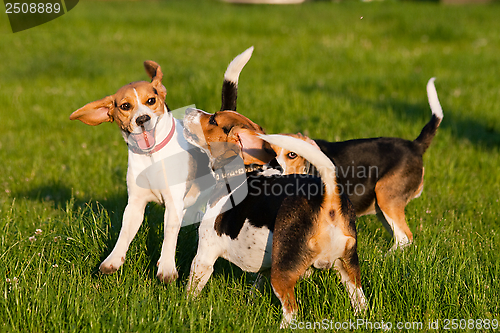 Image of Beagle dogs