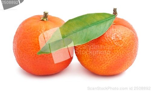 Image of Tangerines