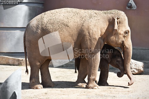 Image of Elephant