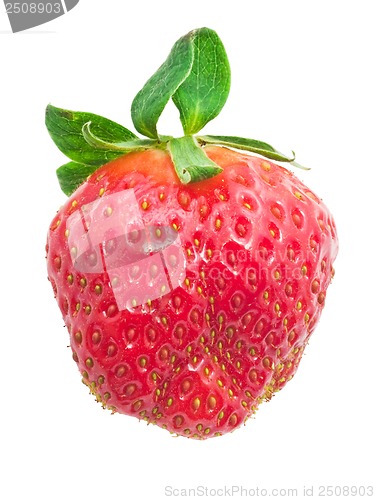 Image of Strawberry