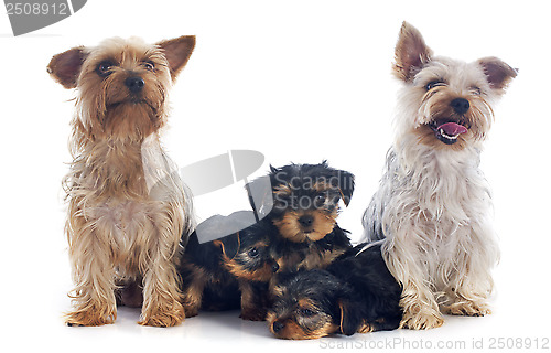 Image of family yorkshire terrier