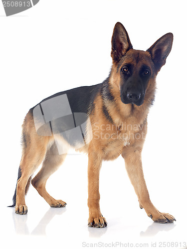 Image of german shepherd