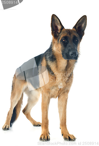 Image of german shepherd