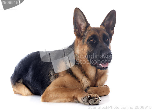 Image of german shepherd