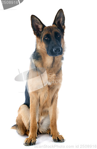 Image of german shepherd