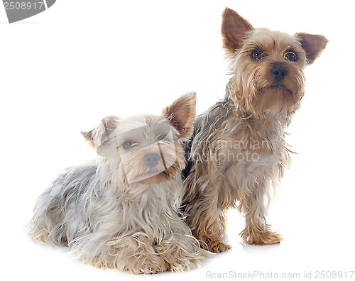 Image of yorkshire terriers