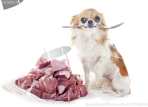 Image of hungry chihuahua