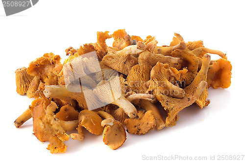Image of golden chanterelle