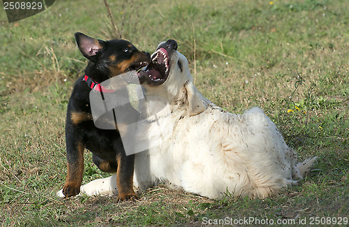 Image of biting dogs