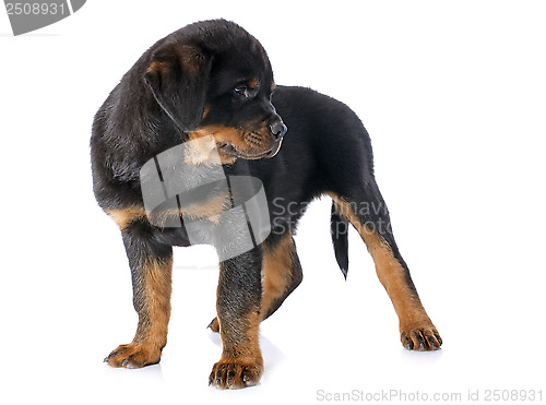 Image of puppy rottweiler