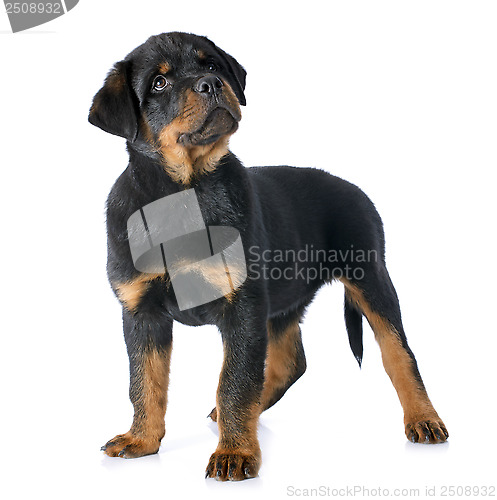 Image of puppy rottweiler