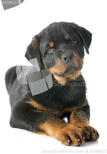 Image of puppy rottweiler