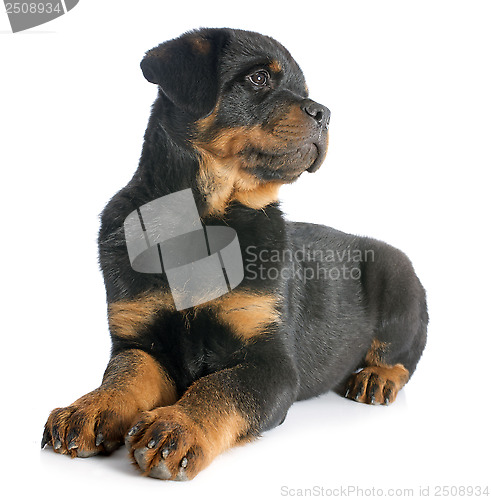 Image of puppy rottweiler