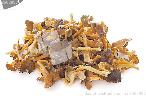 Image of chanterelles