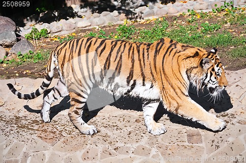 Image of Tiger