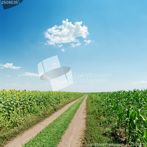 Image of dirty road in field with sunflowers and blue sky