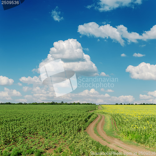 Image of winding road in sunflower fields and clous on blue sky