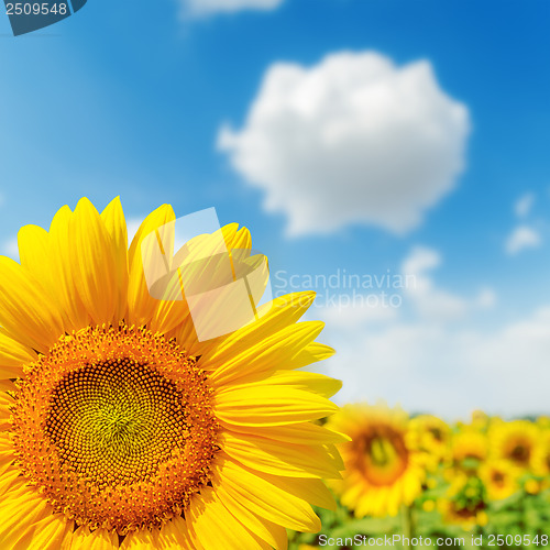 Image of sunflower closeup on field and blue sky