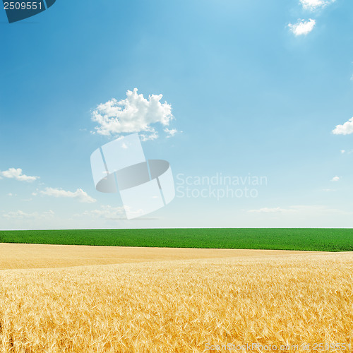 Image of light clouds and fields with golden harvest and green plants