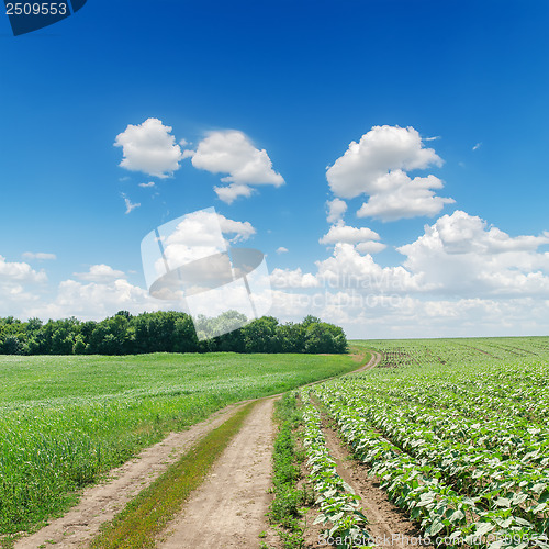 Image of dirty road in green fields under cloudy sky