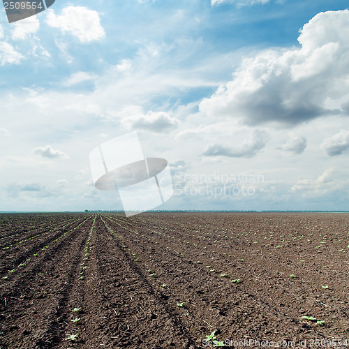 Image of plowed field with little green shots and dramatic sky