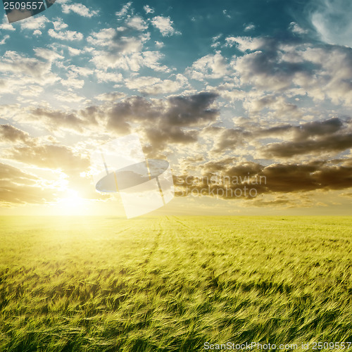 Image of sunset over green agriculture field