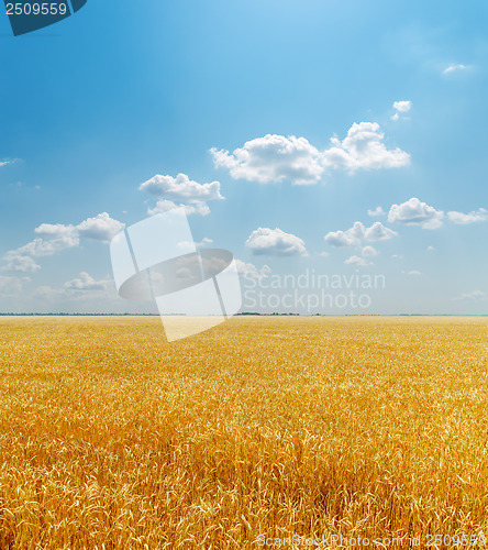 Image of field with golden harvest under clouds in sky