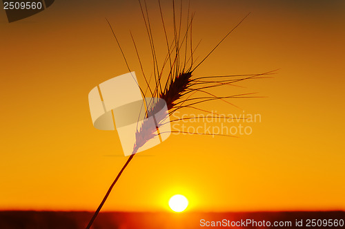 Image of orange sunset and one wheat of ear