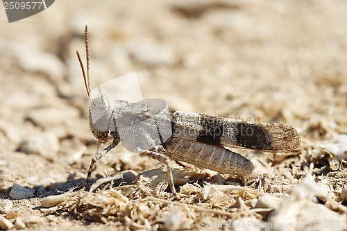 Image of Oedipoda carulescens