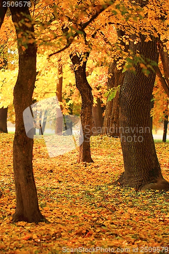 Image of branch of an autumn tree in a forest