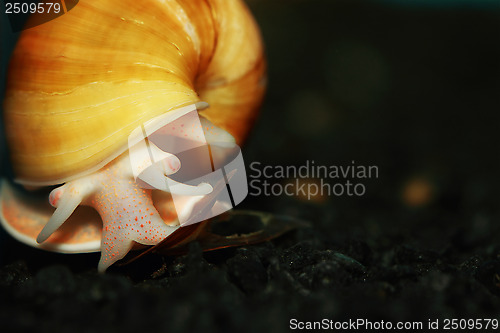 Image of Yellow Apple Snail 
